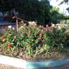 Розы на улице Коммунаров