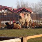 Минский зоопарк - верблюды